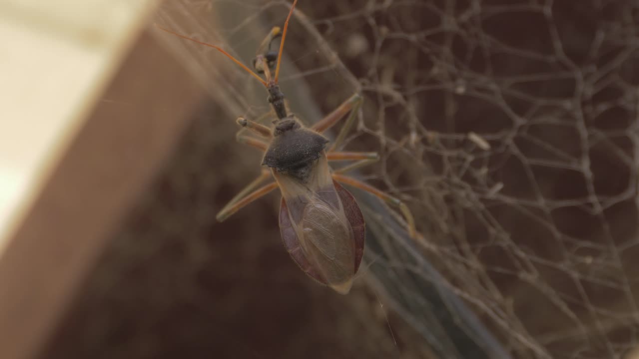 웹상에서 먹이로 다리를 움직이는 일반적인 암살자 벌레 - 정원 해충 및 벌 킬러
