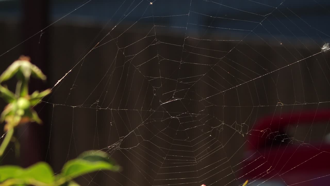Australsk hagehjulkryps-spindelvev i carporten som beveger seg i vinden, dagtid, Australia, East Gippsland, Victoria, Maffra