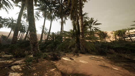 the palms oasis trail is one of many popular hikes in national park