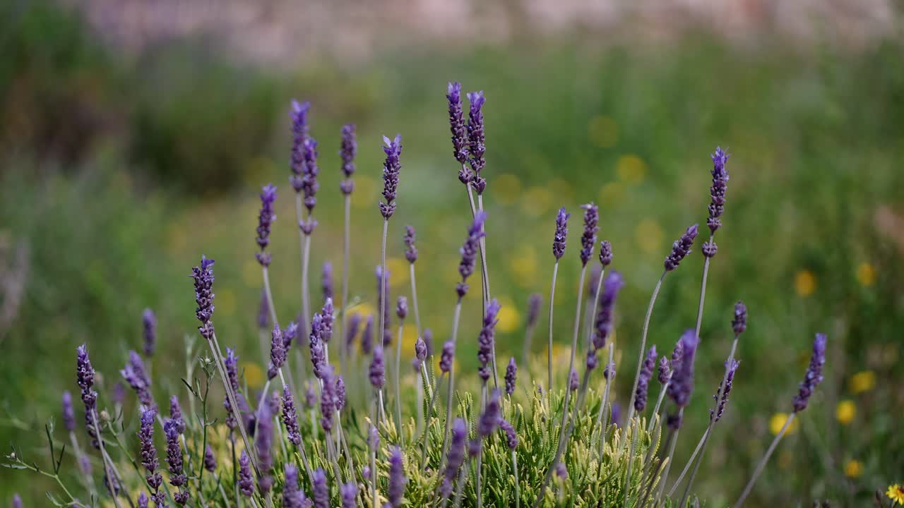지중해 산의 백리향 부시