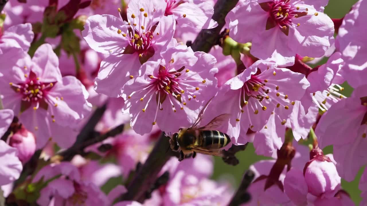 Honeybee on a Cherry Blossom Tree