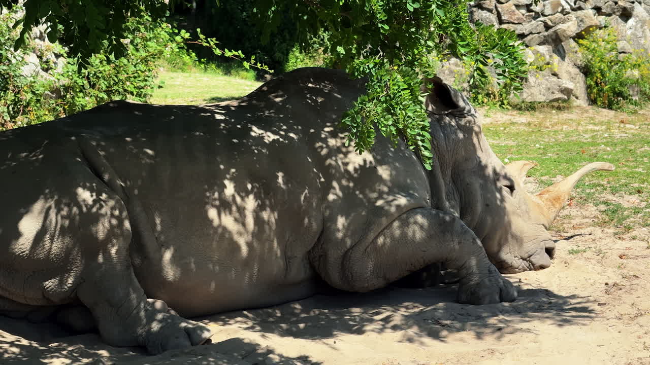 Rhinos resting under shaded trees. Two rhinoceroses are peacefully resting on the ground, partially shaded by trees in a natural setting