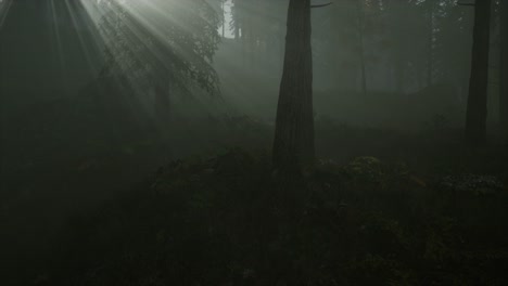 forest in autumn morning mist