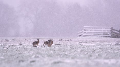 Nevadas-En-El-Campo-Holandés-Con-Tres-Liebres-Corriendo-Sobre-Pastos-Cubiertos-De-Nieve