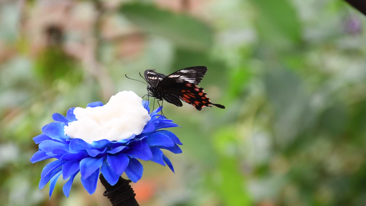 mariposa negra y naranja volando lejos de la flor rosa después de alimentarse