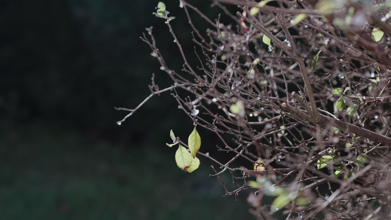 Bare branches with a few green leaves and raindrops in soft natural light