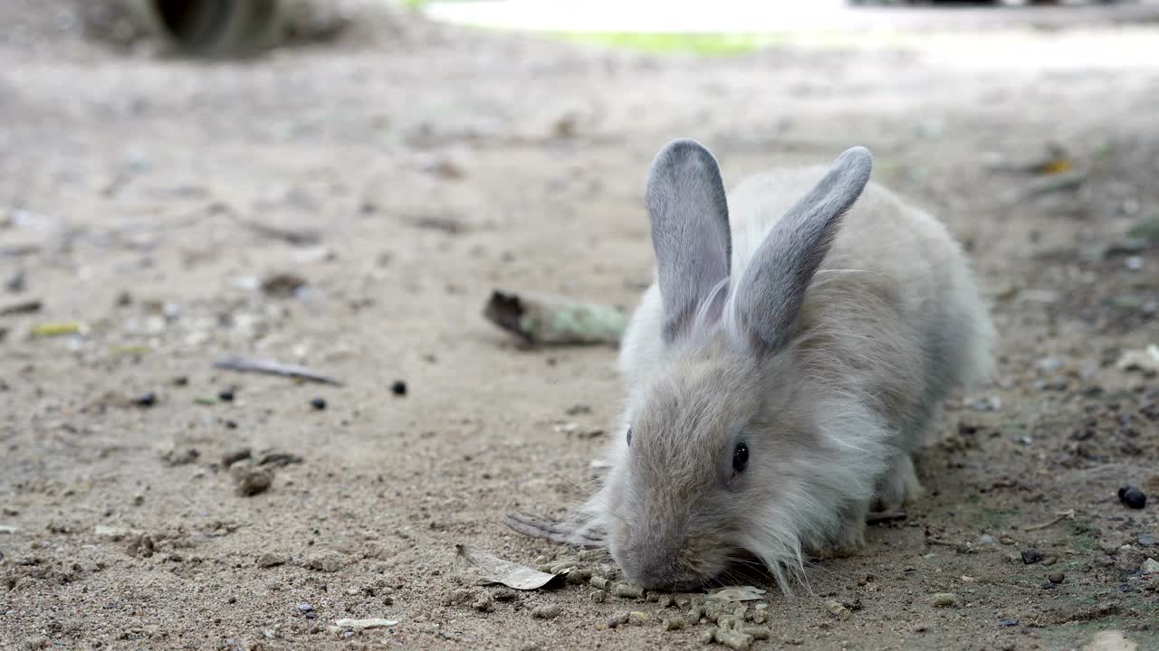 кролик питается. кролик ест еду на земле.