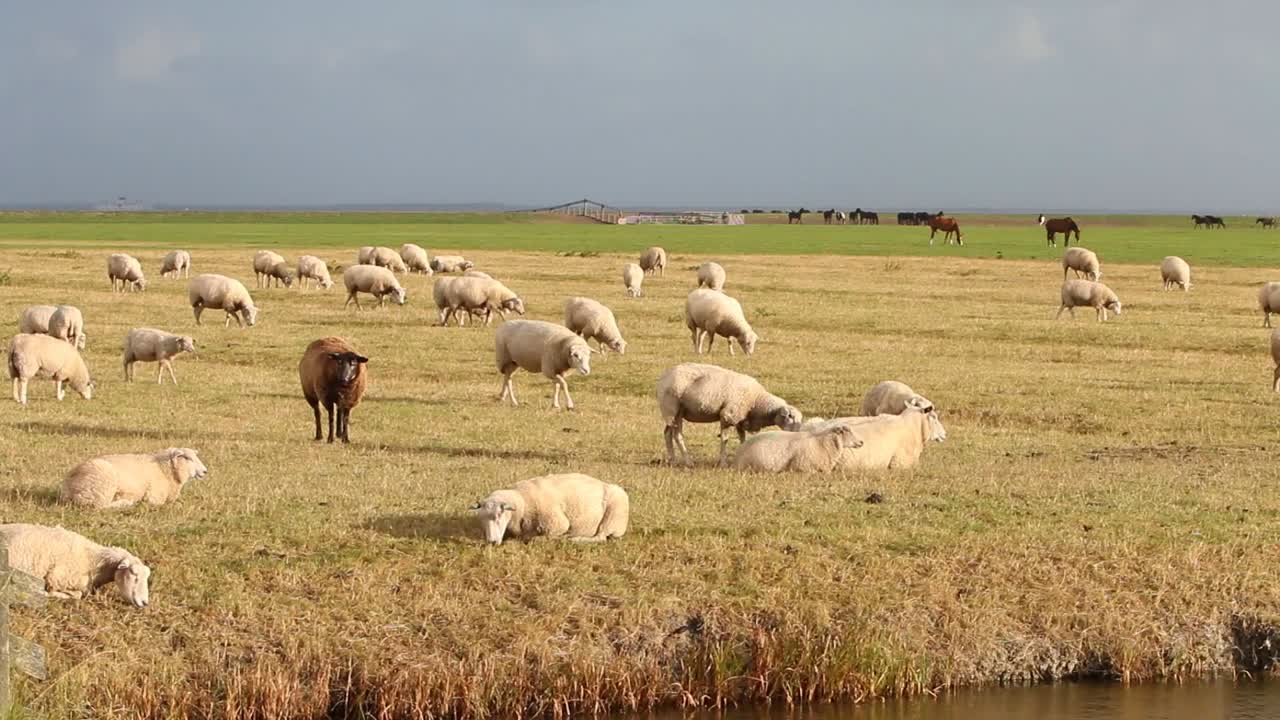 Pecore e cavalli al pascolo vicino al Mare dei Wadden.