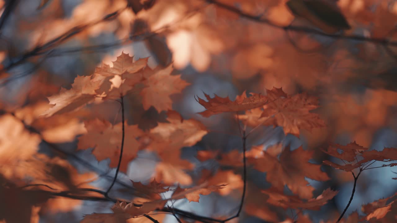 A close-up of the bright autumn leaves backlit by the warm sun
