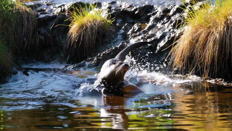 otter by the river