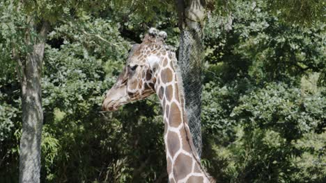 grupo de jirafas en el zoológico comiendo
