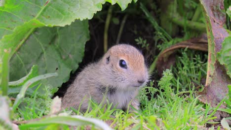 Das-Kaukasische-Berghörnchen-Oder-Elbrus-Ziesel-(Spermophilus-Musicus)-Ist-Ein-Nagetier-Aus-Der-Gattung-Der-Ziesel.