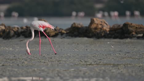 migratory birds greater flamingos wandering for food in the muddy marsh mangroves early morning – bahrain