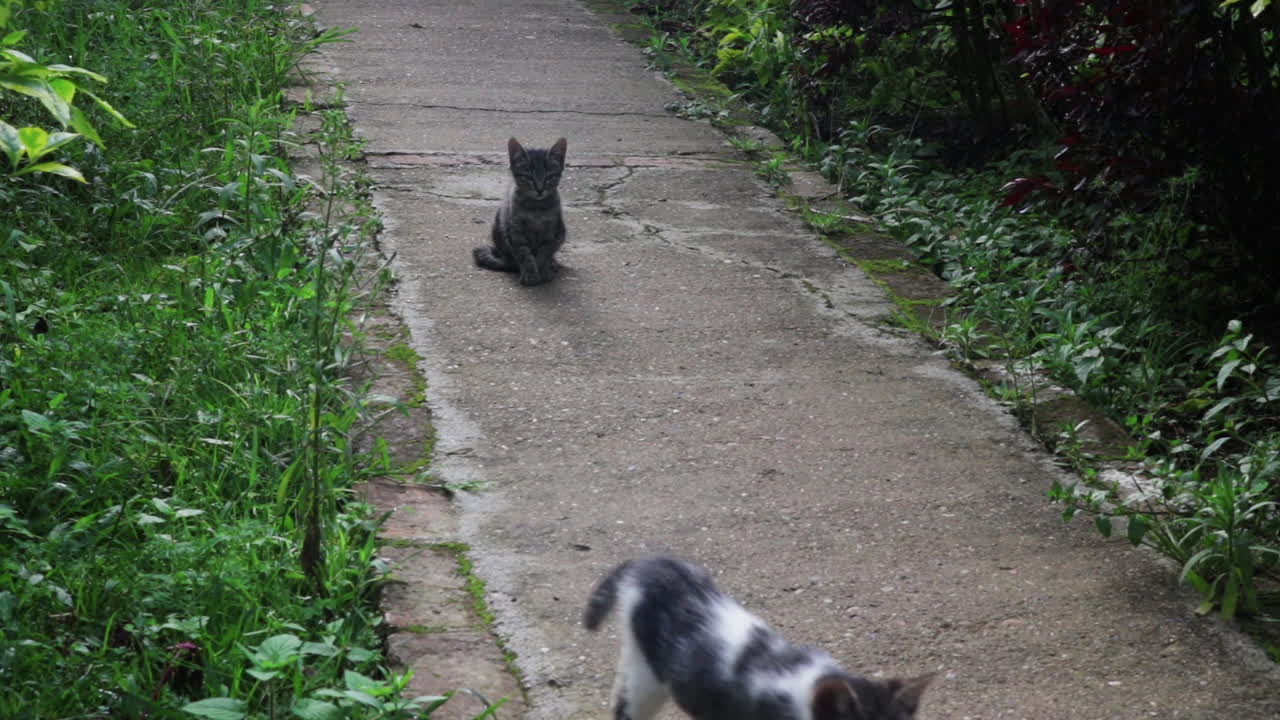 길 위의 새끼 고양이 두 마리, 그 중 한 마리가 카메라에서 나옵니다.