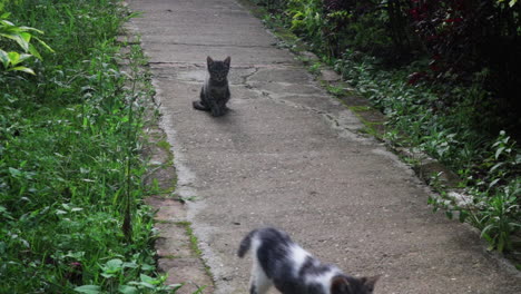Two-kittens-on-a-path,-one-of-them-comes-out-of-camera