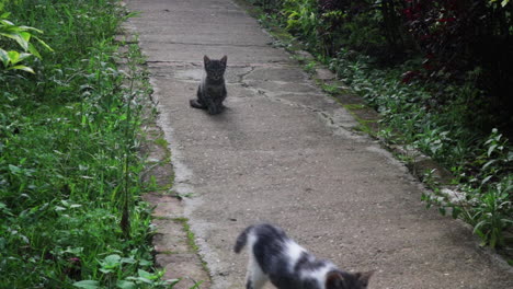 two kittens on a path, one of them comes out of camera