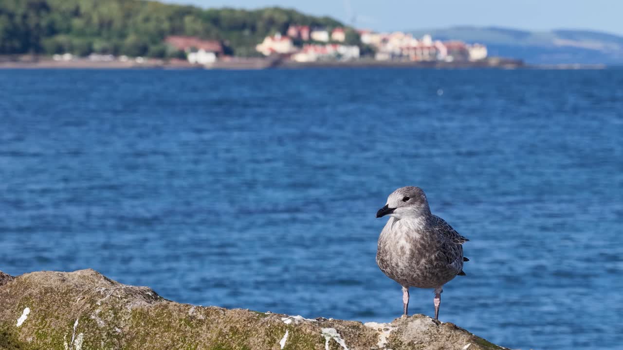 Seagull stands on coastal rock, blue ocean and distant village, bright daylight, static camera