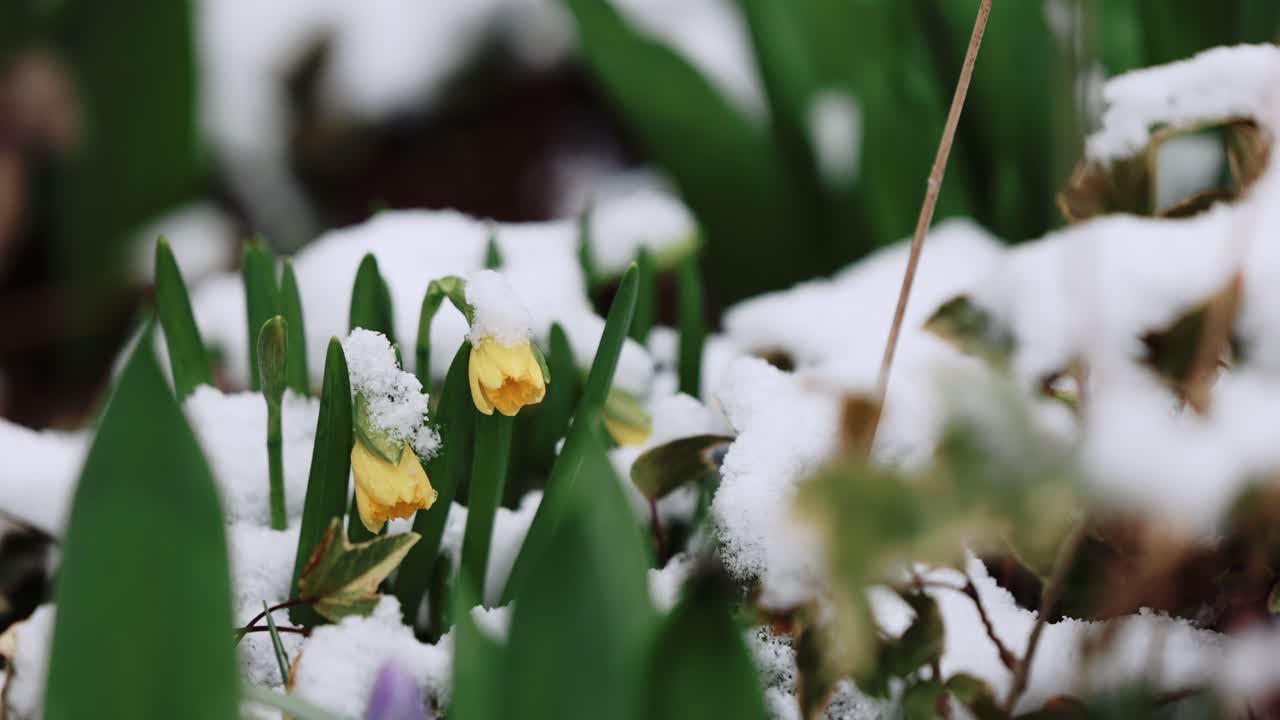 Fiori gialli coperti da uno strato di neve in primavera durante una nevicata