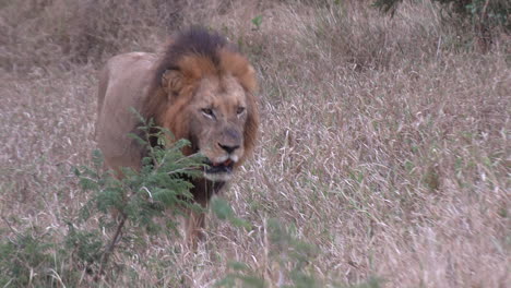 Male-lion-walking-slowly-through-the-tall-dry-grass