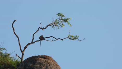 seen resting on branch with its tail down facing to the right during the morning, crab-eating macaque macaca fascicularis, thailand