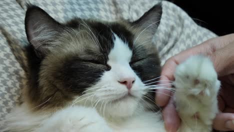 cute- petting a sleepy ragdoll cat girl