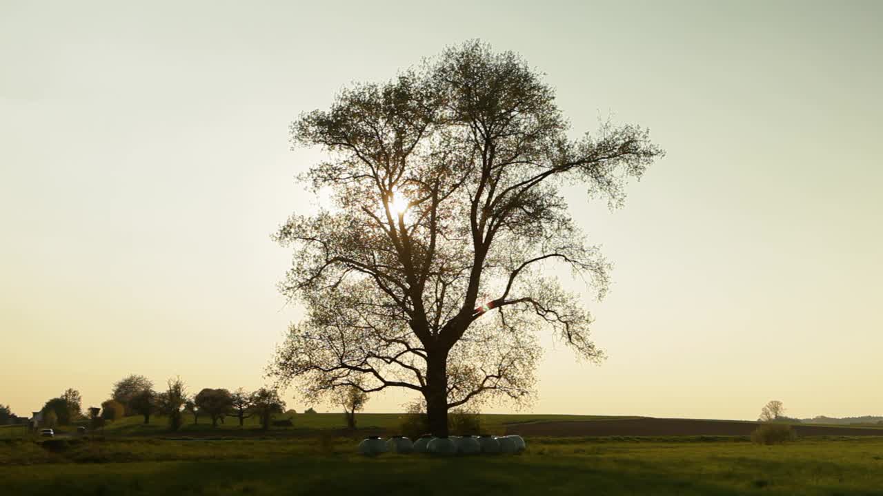 Sunset silhouette of a lone tree in an open field with panning camera movement, evoking serenity