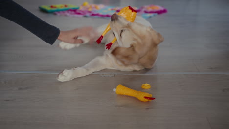 Owner-plays-with-adorable-Labrador-puppy-in-the-living-room-at-home