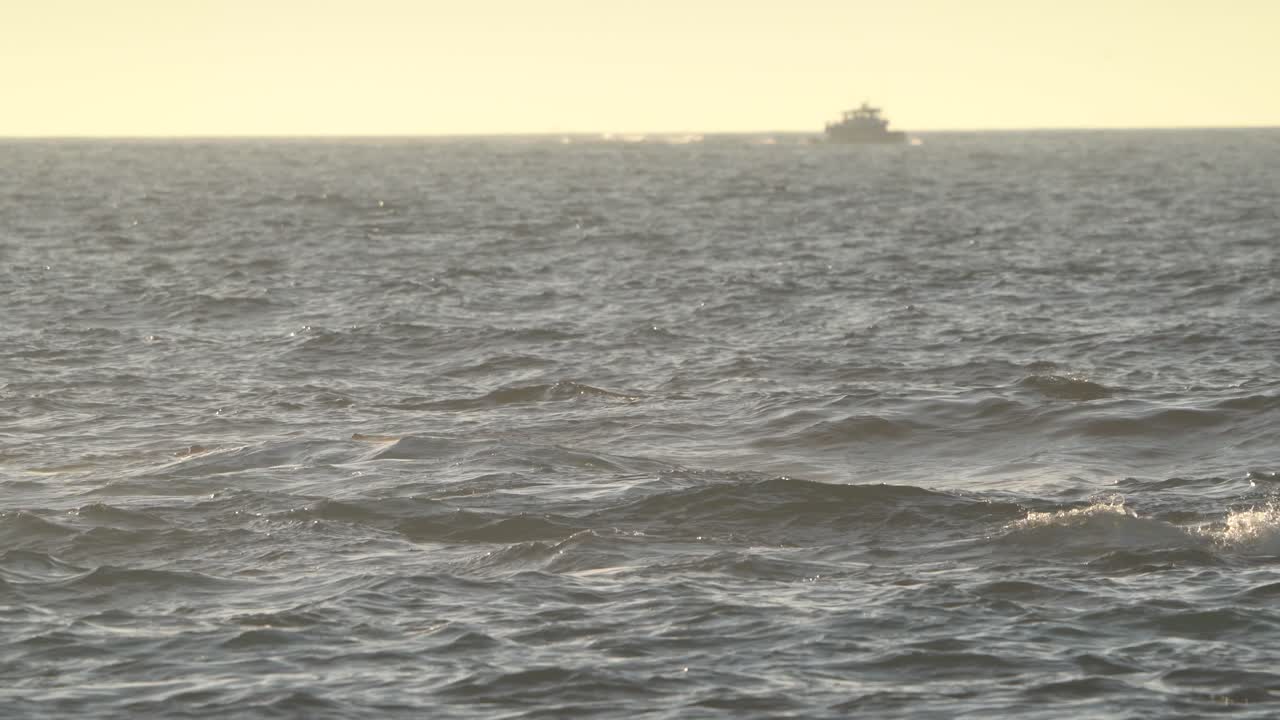 캘리포니아 주 몬테리 만 에서 파도 를 서핑 하는 남쪽 바다 수달