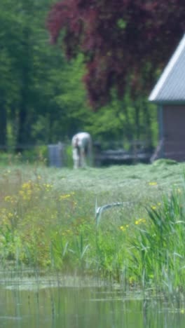 Rural Farm Scene with Horse and Person
