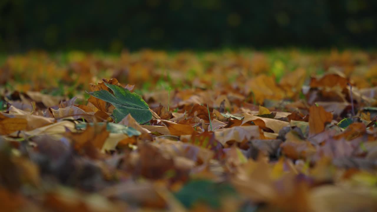삼중 확대 10월의 단풍 깊은 지역 공원 작은 숲 다채로운 그늘 덤불 덮여 짧은 잔디 높이 체코 공화국에서 시간을 거슬러 올라가는 영상 트리핑 버섯 lsd