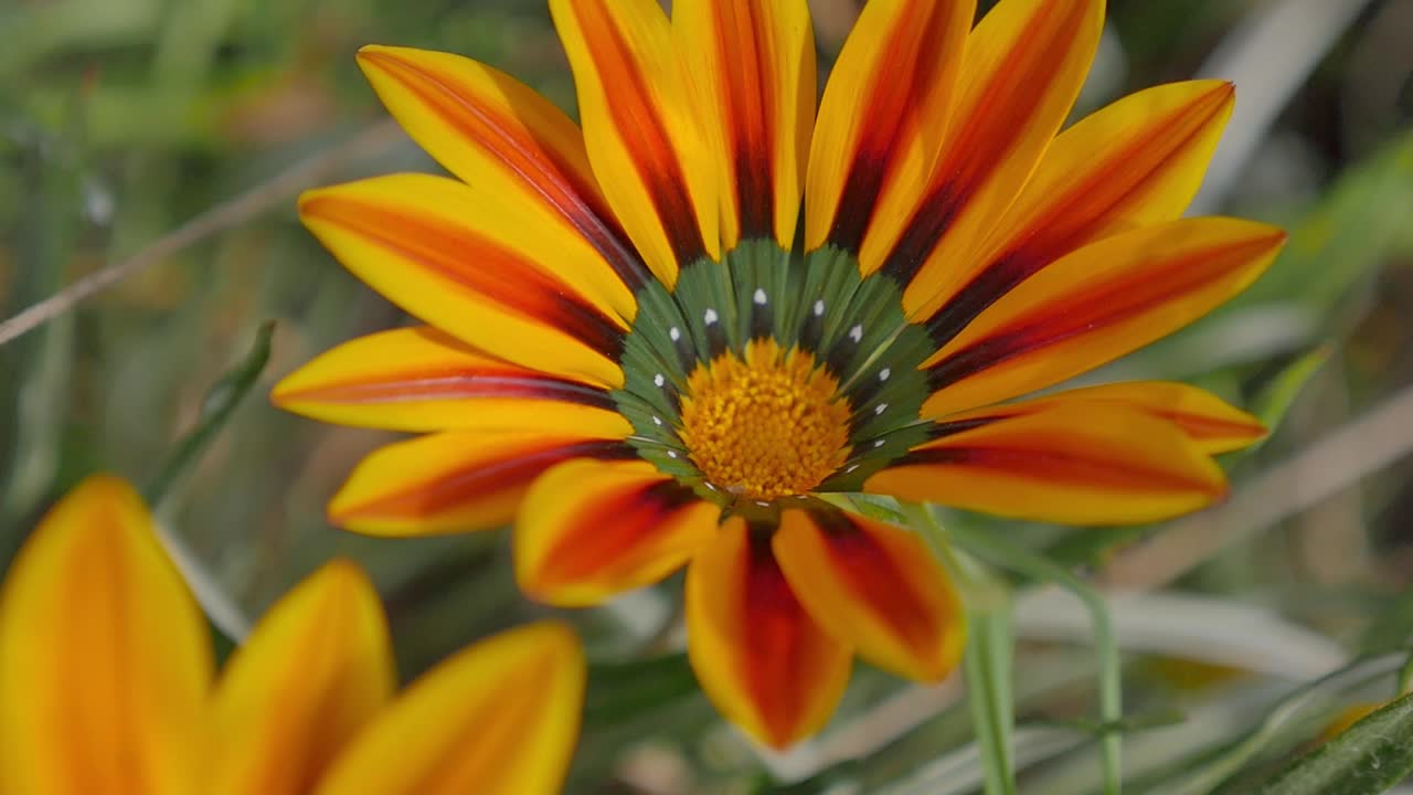 Orange and red gazania flower