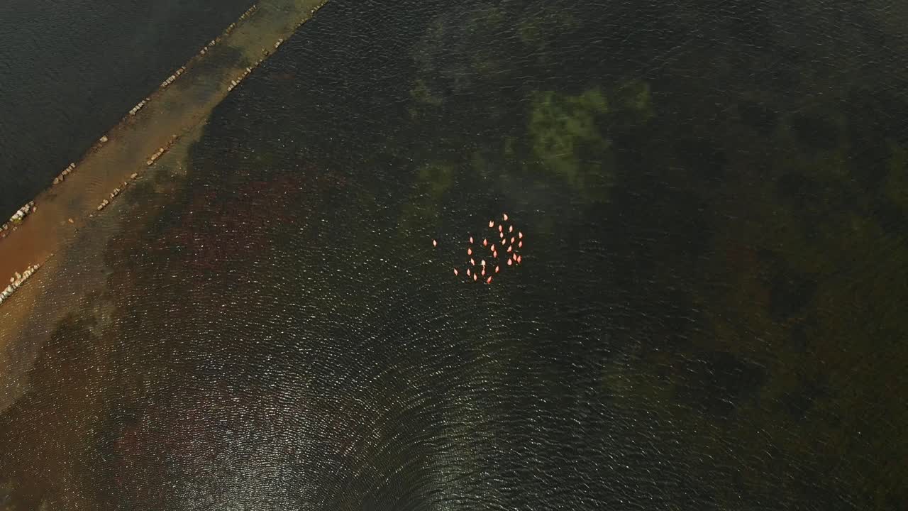 antena de cohete de flamencos en un lago salado filmada en mavic air