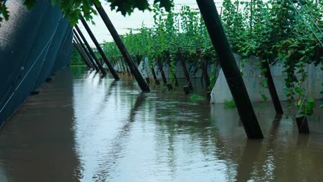 dramatic footage of an orchard submerged in floodwaters, showcasing the relentless power of nature and the devastating impact on agriculture and landscapes