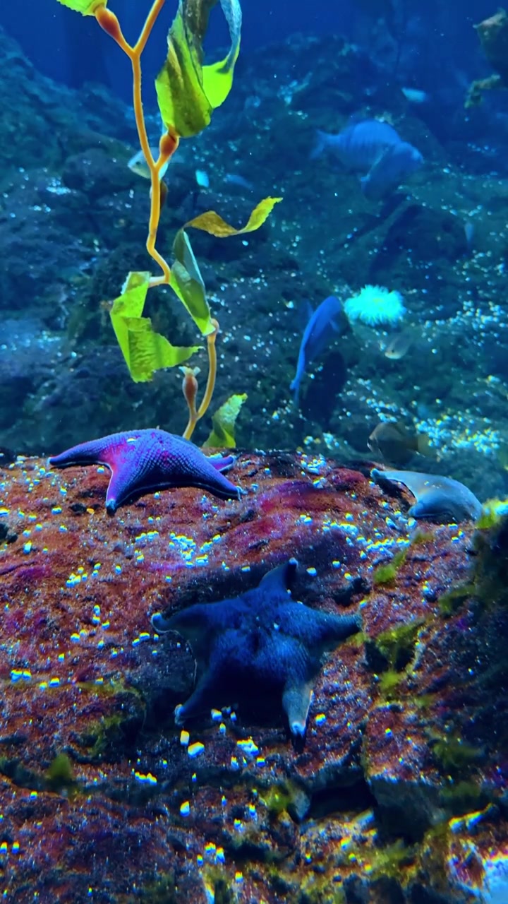 Estrelas-do-mar roxas e peixes em aquário de recife de coral. Duas estrelas-do-mar roxas repousam numa superfície de rocha vermelha subaquática com peixes e algas marinhas num tanque azul