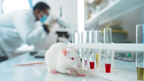 rat in a science lab