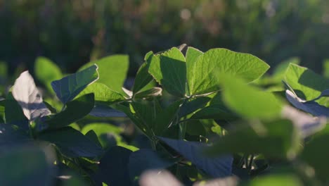 un primer plano de hojas de soja en un campo de soja en santa fe, argentina