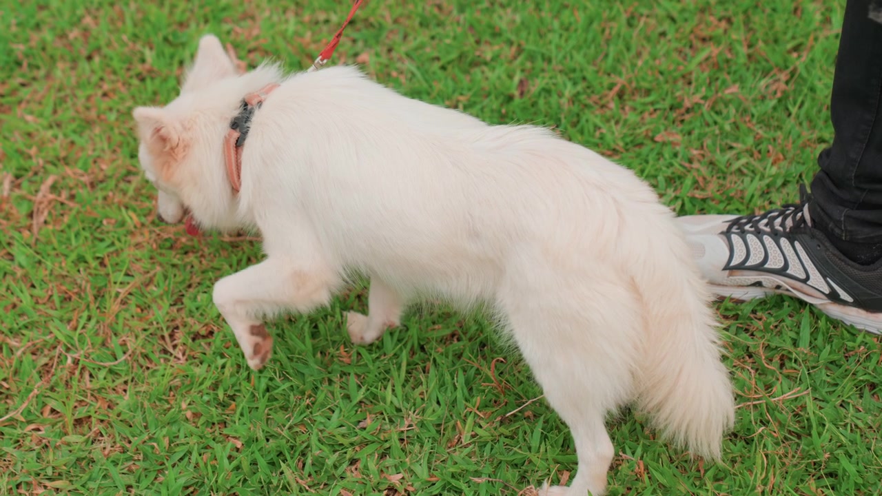 White dog sniffing green lawn, owner feet visible, gentle suburban stroll, closeup of collar and tail, calm afternoon atmosphere, natural curiosity and slow movement across grass