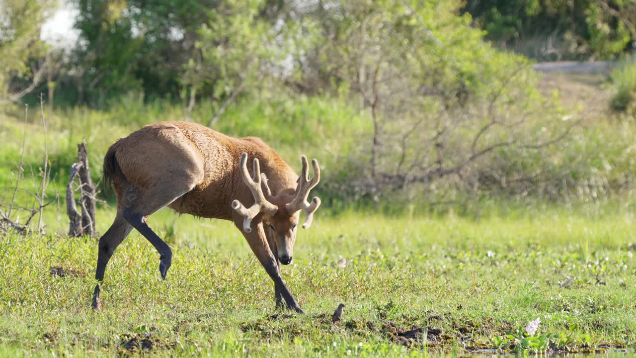 especies vulnerables, ciervo adulto, blastocerus dichotomus rascándose la pierna y el cuerpo con su asta bajo la luz del sol en los humedales de ibera, región natural del pantanal, brasil