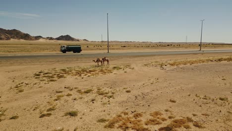 water track drives on desert highway and pair of camels eat grass in sandy desert on hot sunny day