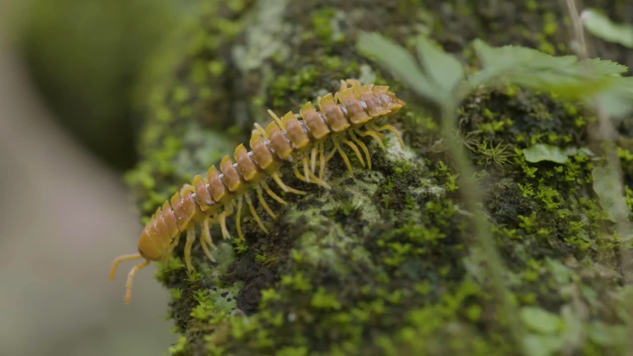 la fascinante anatomía de un milpiés de color naranja-marrón en el musgo