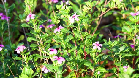 Wilde-Rosafarbene-Blumen,-Die-Im-Frühjahr-Mit-Einer-Leichten-Brise-Wachsen