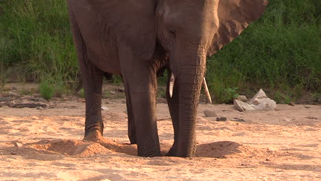 Elefante-Excava-En-La-Arena-Del-Lecho-Del-Río-Con-Pies-Y-Tronco-A-La-Hora-Dorada