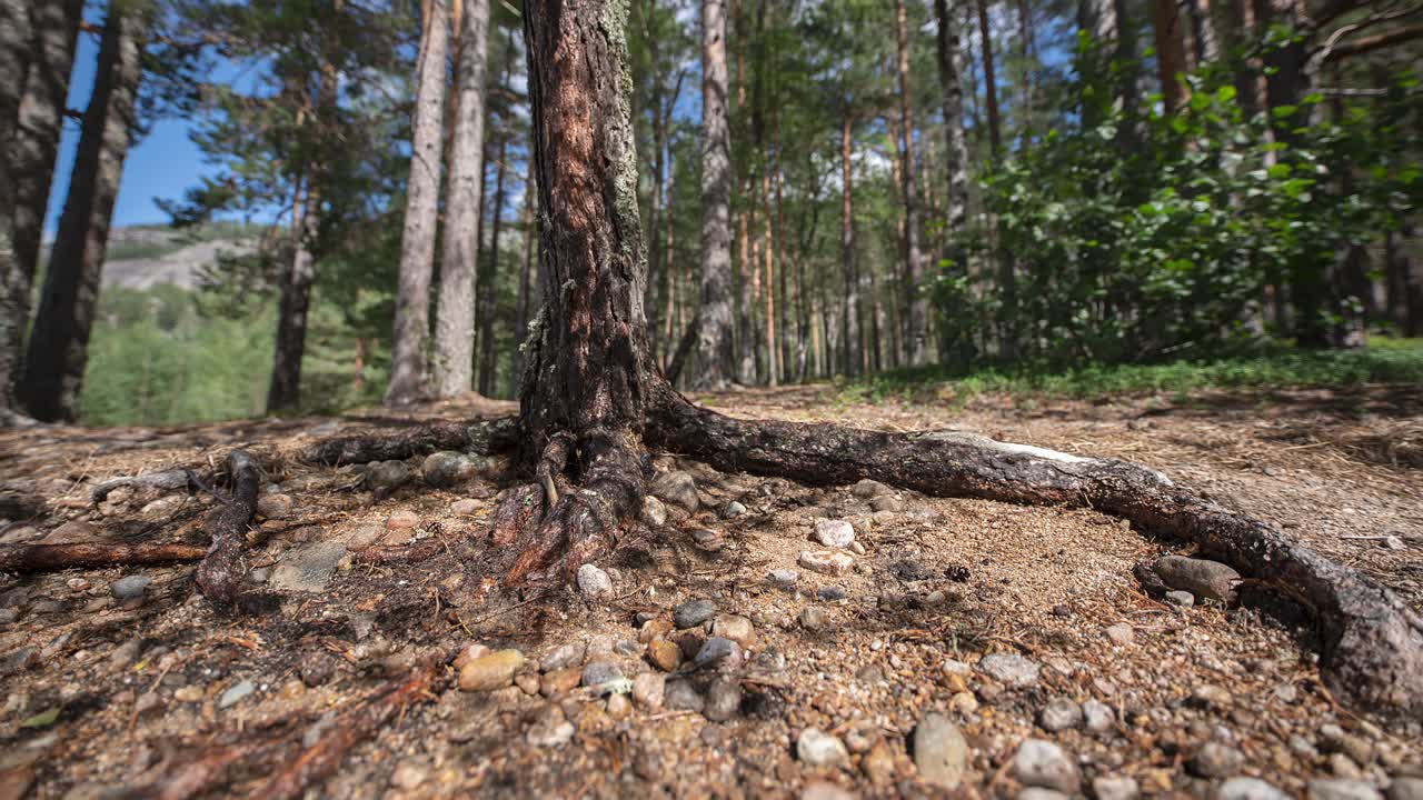 raíces expuestas de un pino en suelo rocoso seco