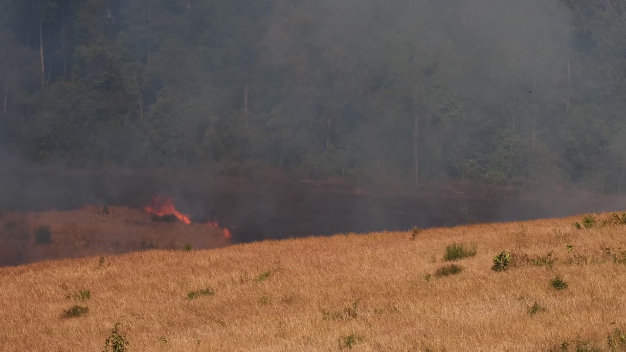 Fumo che sale mentre una grande area sullo sfondo sta già bruciando, incendio controllato o prescritto, Thailandia