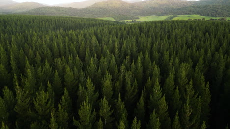 drone push in flight over treetops of dense verdant pine forest