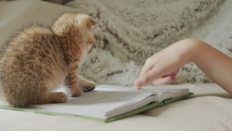 A-child-reads-a-book,-a-small-red-kitten-plays-nearby,-grabs-a-page