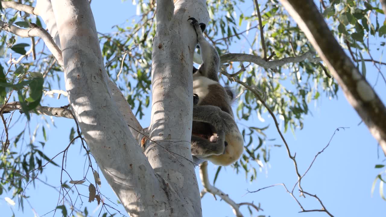 Grande koala maschio australiano che si gratta la folta pelliccia mentre è appeso a un ramo di un albero di eucalipto.