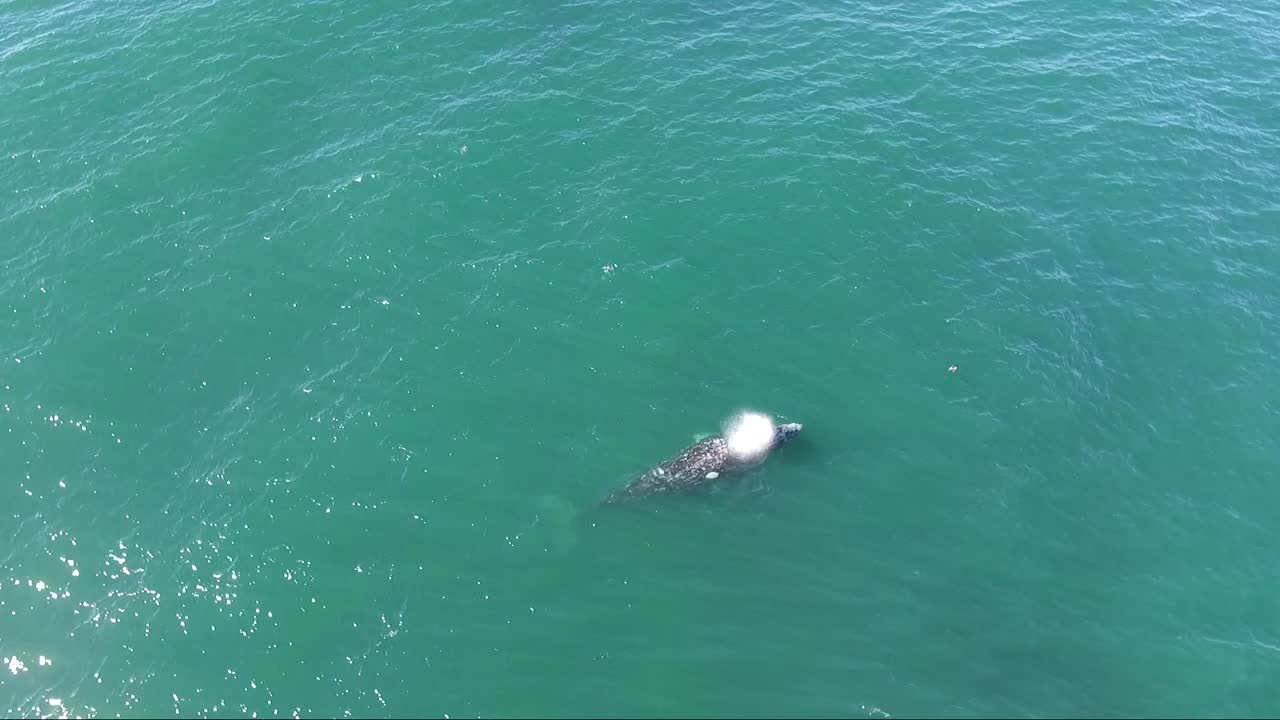 고래 살포 구멍의 항공 영상