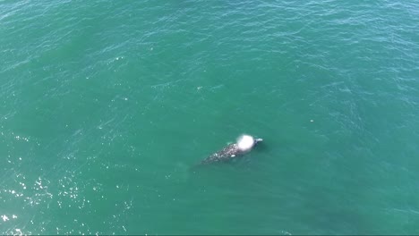 imágenes aéreas de un espiráculo rociando ballenas