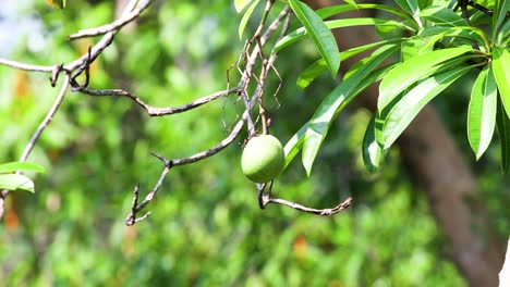 cerbera odollam fruit hanging on a green tree in thailand